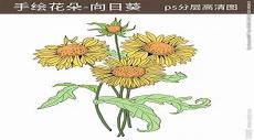 手抄报向日葵花边