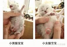 幼猫能看出性格吗