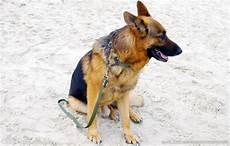 捷克狼犬在中国禁养吗